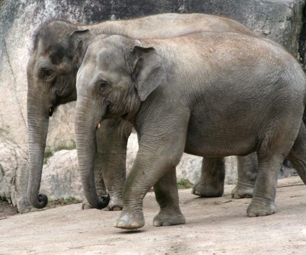 asiatiska elefanter om
