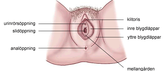 klitoris orgasm kvinna