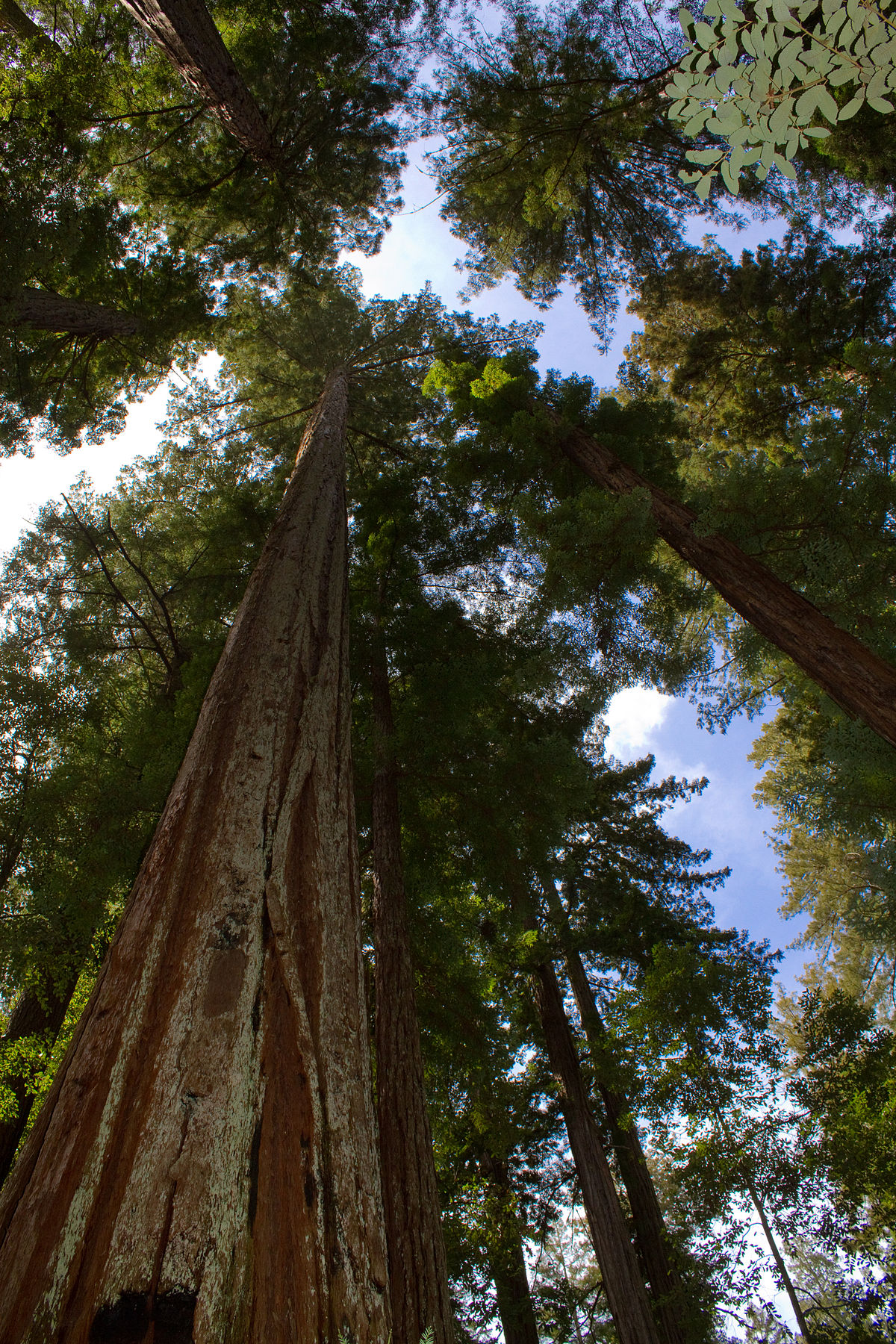 porrstjärna sequoia röd