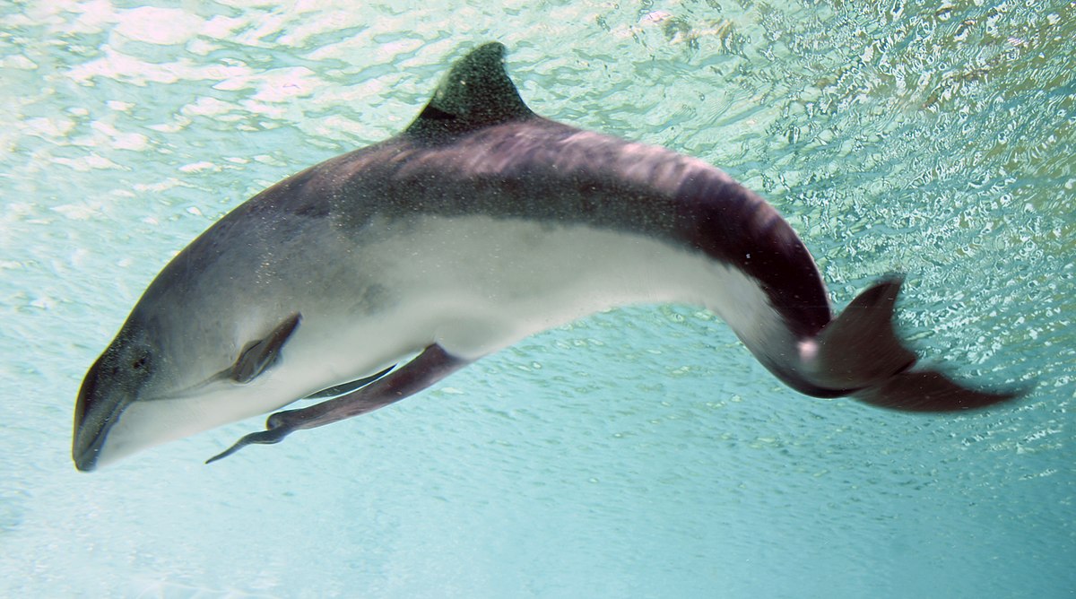 penis storlek delfin