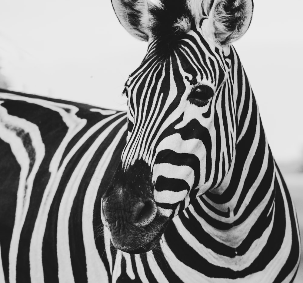 vulva bilder zebra