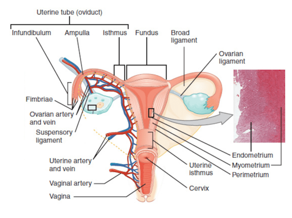 vaginala ledband slitna