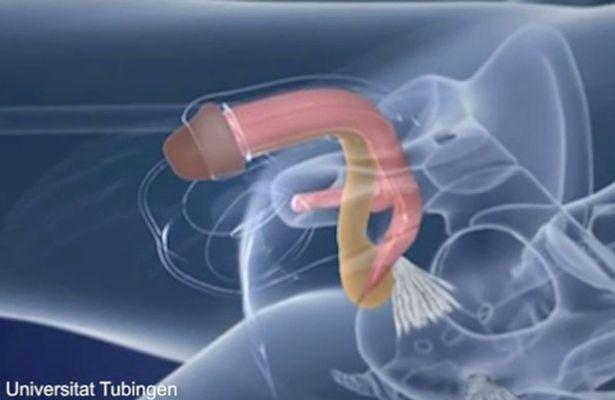 vagina penis knullad