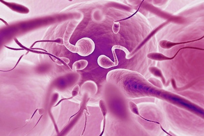 spermier lisinopril och
