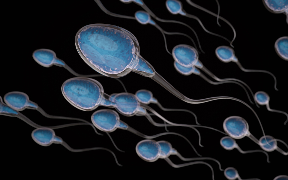 vitalitetstest spermier