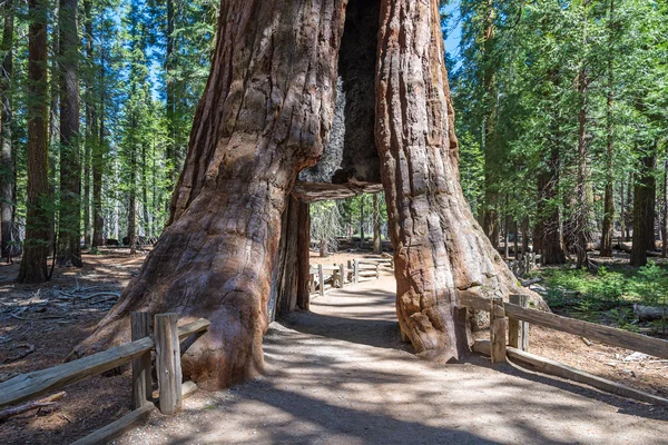 porrstjärna sequoia röd