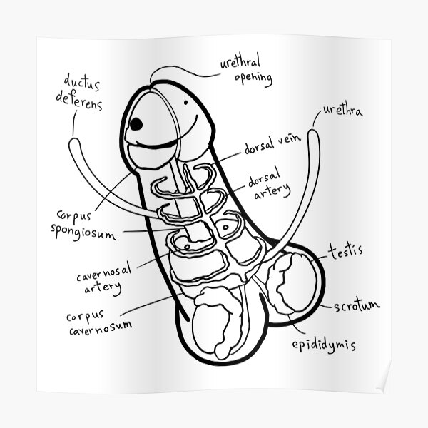 diagram art penis