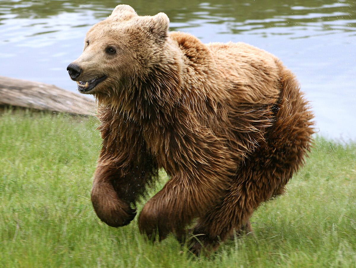 björnar xxx indiska
