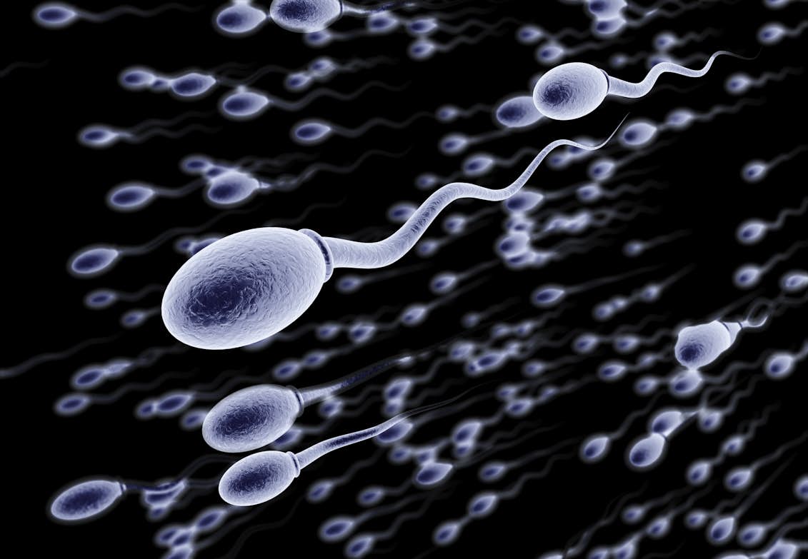 spermier effekter på