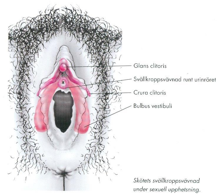 vulva vestibulära papiller