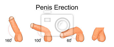 penis erektion bild