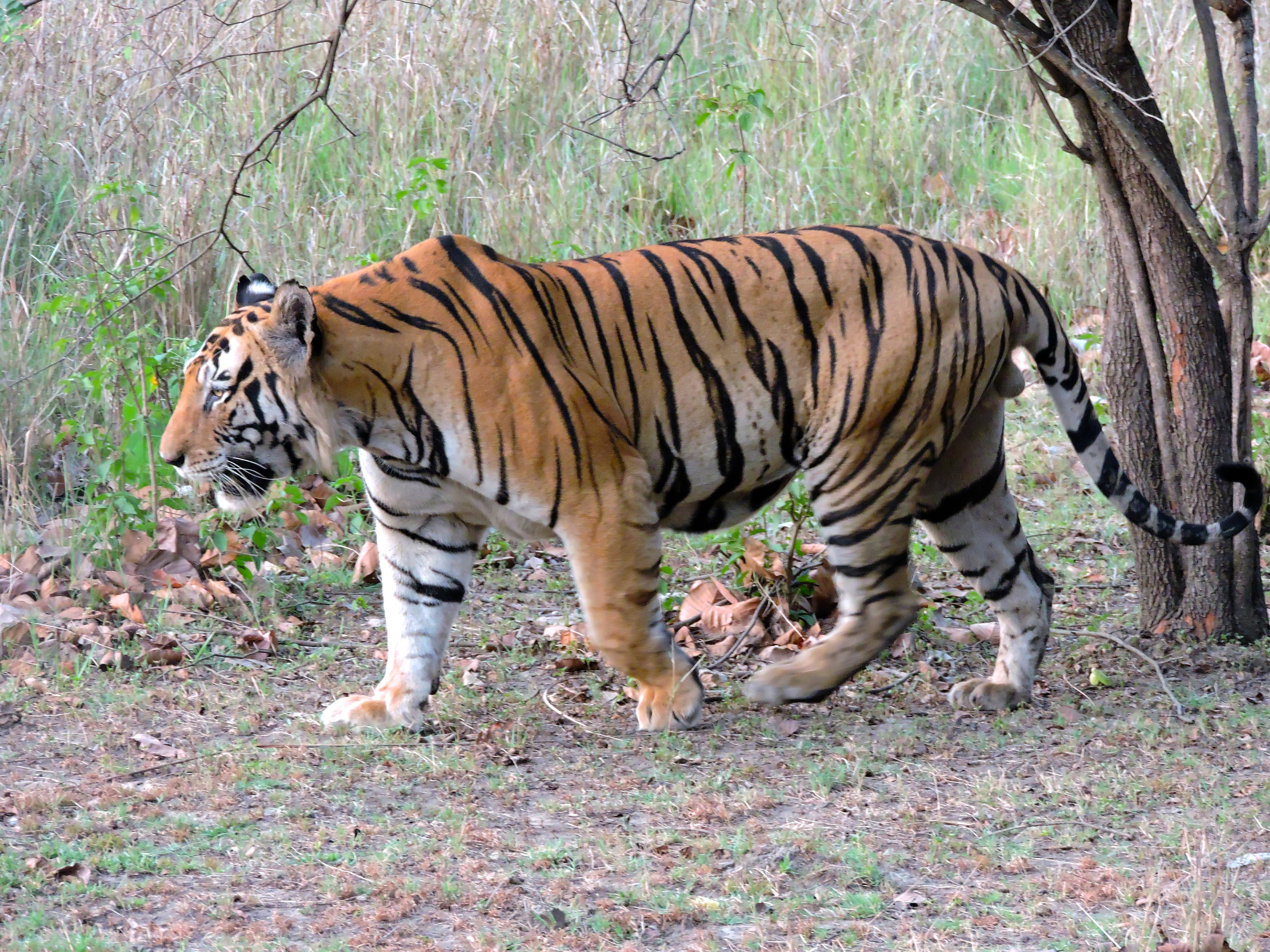 tigris porr tigger
