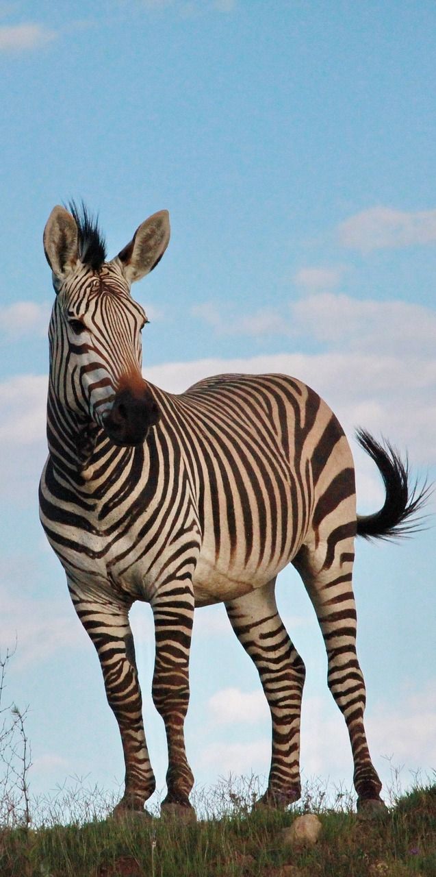 vulva bilder zebra