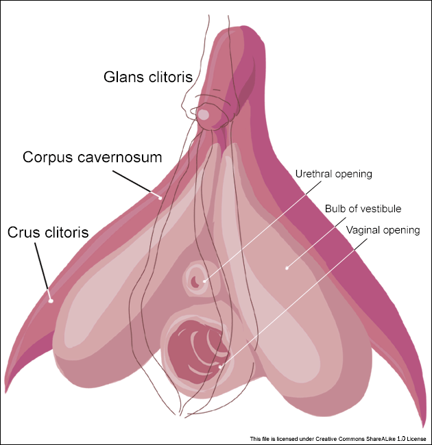 kvinna klitoris hos