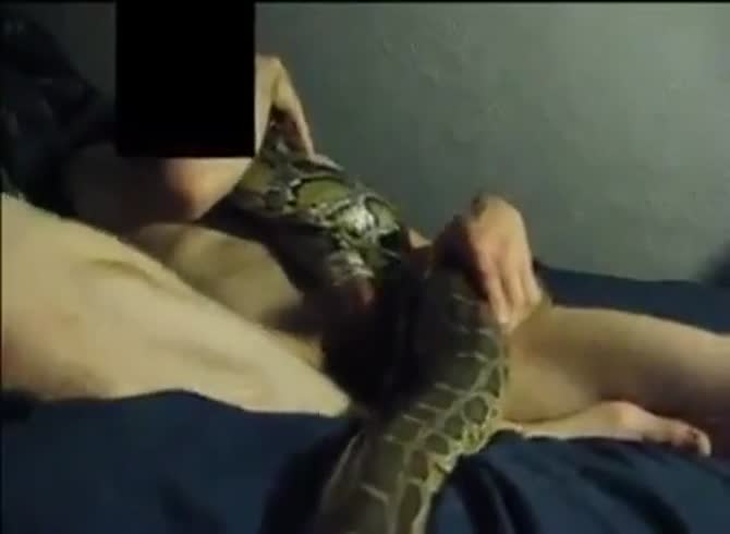 porn snacke animal