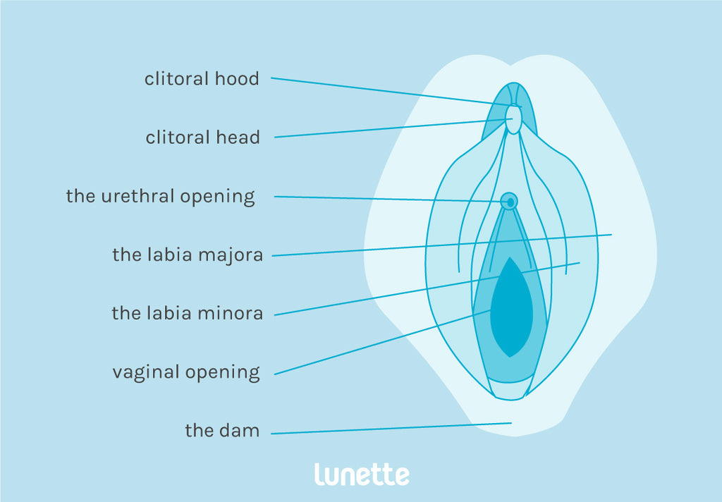 och penis vulva