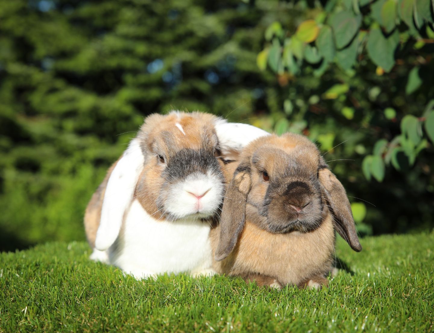 vuxna kaniner
